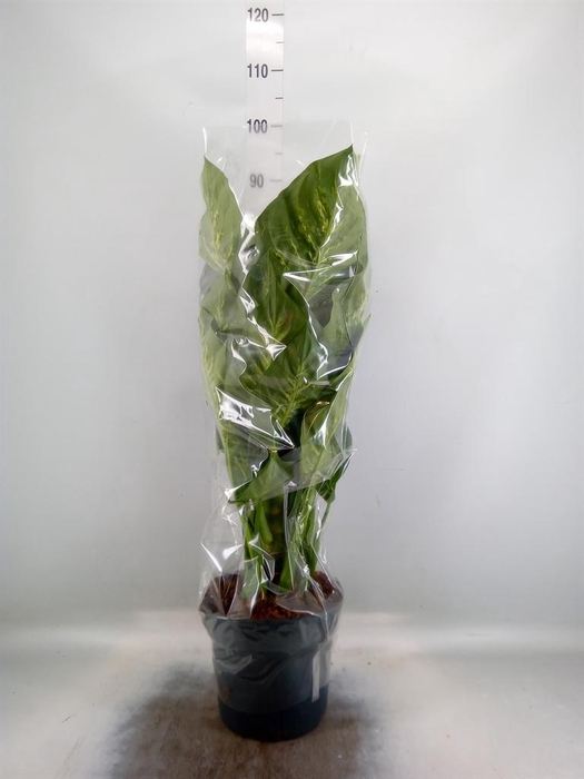 <h4>Dieffenbachia seg. 'Reeva'</h4>