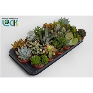 Succulenten Gemengd