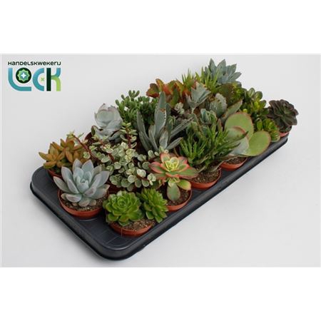 <h4>Succulenten Gemengd</h4>