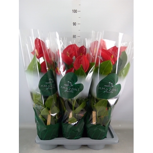 Anthurium andr. 'Melodia'