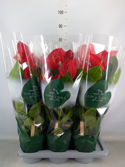 <h4>Anthurium andr. 'Melodia'</h4>