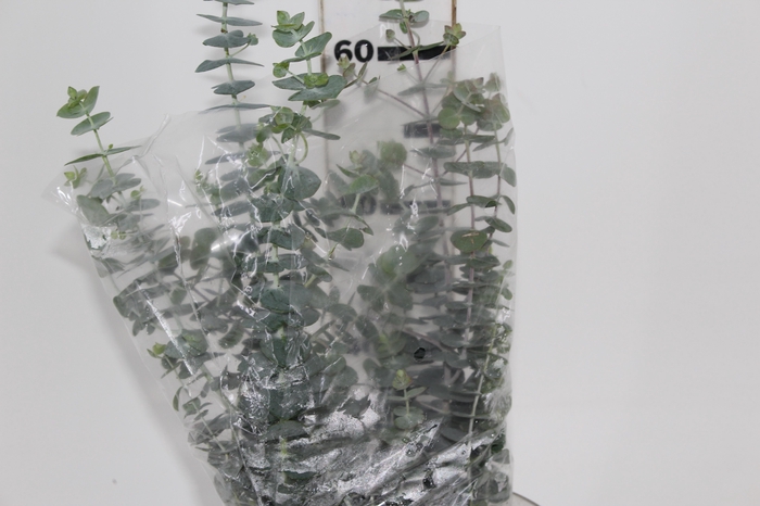 <h4>FOLHAGEM EUCALIPTO MINI</h4>