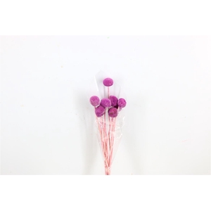 Pres Craspedia Giant 10pcs Milka Bunch