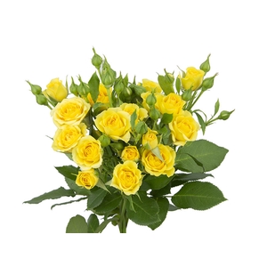 ROSA SPRAY YELLOW BABE 030 CM
