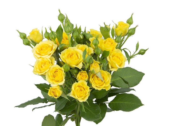 <h4>ROSA SPRAY YELLOW BABE 030 CM</h4>