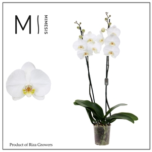 Phalaenopsis White Bigflower 2 spike - 12cm | Mimesis