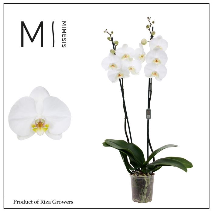 <h4>Phalaenopsis White Bigflower 2 spike - 12cm | Mimesis</h4>