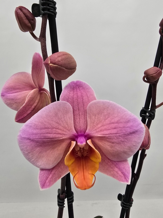 <h4>Limited 08 week 9</h4>