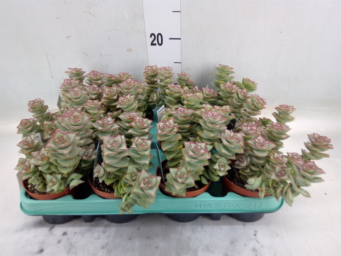 <h4>Crassula perforata</h4>