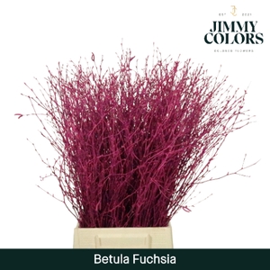 Betula L60 Fuchsia