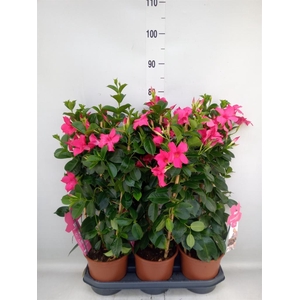 Mandevilla sand. 'SumStar Pink'