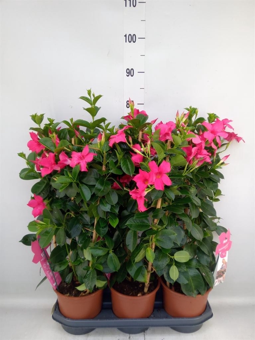 <h4>Mandevilla sand. 'SumStar Pink'</h4>