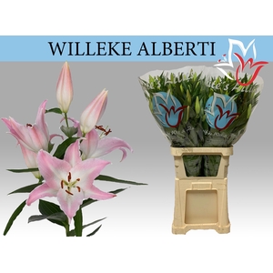 LI OR WILLEKE ALBERT