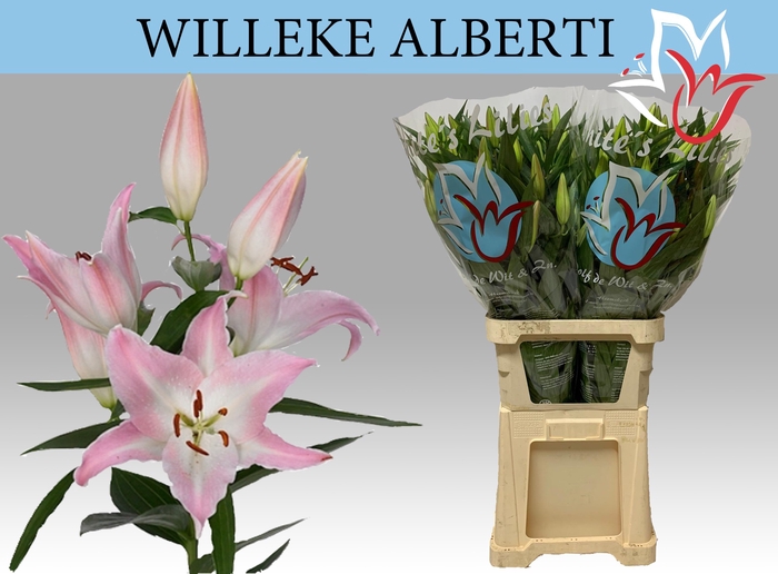 LI OR WILLEKE ALBERT