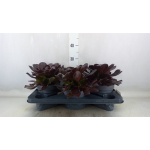 xSemponium 'Destiny'