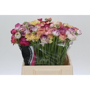 Ranunculus Elegance Cappucino Mix