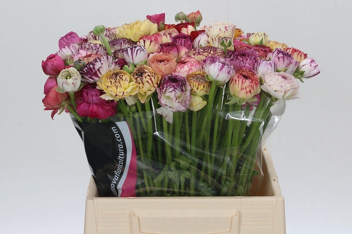 <h4>Ranunculus Elegance Cappucino Mix</h4>