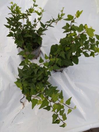 HEDERA HELIX P11 GROEN