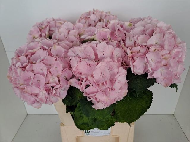 <h4>HYDR M CH VERENA</h4>