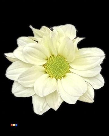 <h4>Chr T Kennedy Pastel Yellow</h4>