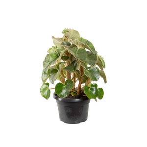 BEGONIA VENOSA P20