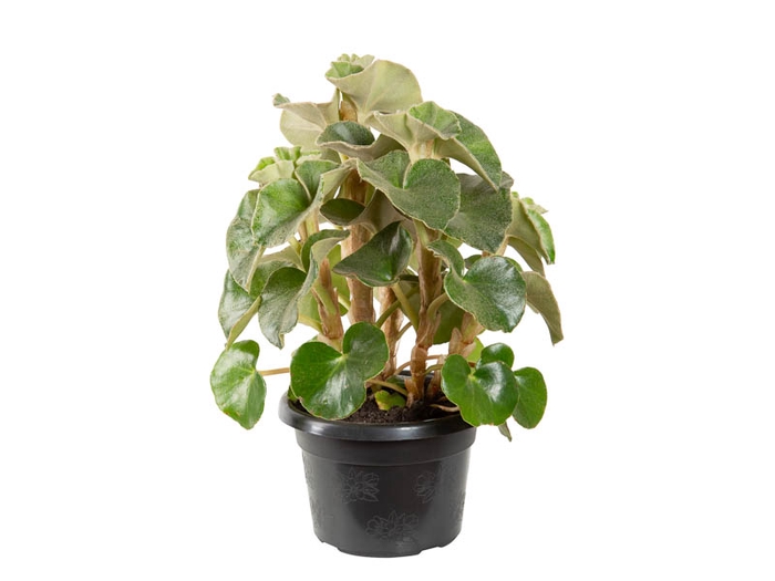 <h4>BEGONIA VENOSA P20</h4>