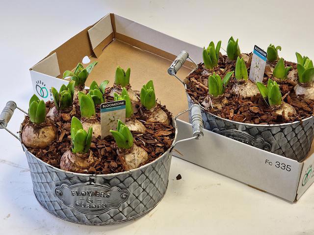 <h4>ARR HYACINTH</h4>