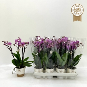 PHAL OV ROZE