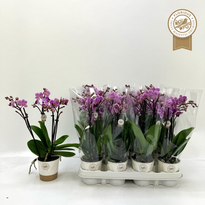 <h4>PHAL OV ROZE</h4>