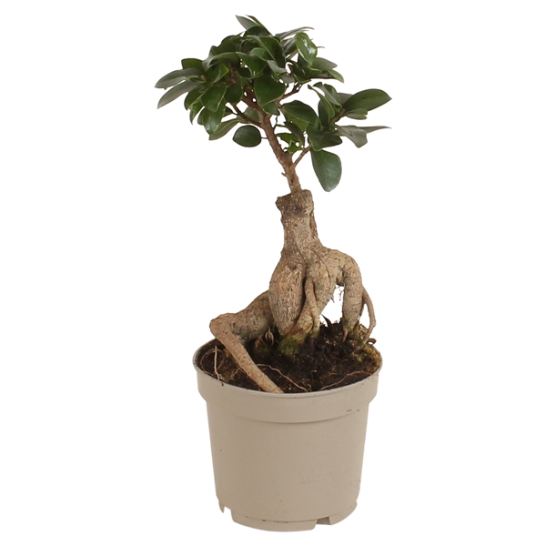 <h4>Ficus m. Ginseng pot ø12cm Carbon Free pot</h4>