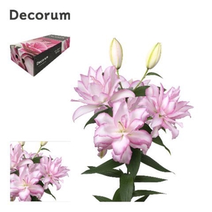 LI DBL OR ANOUSKA 4+ Medium Decorum Box