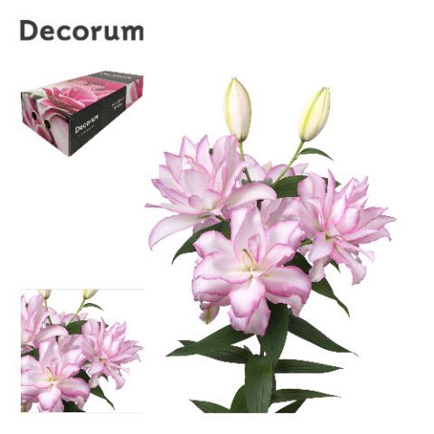 <h4>LI DBL OR ANOUSKA 4+ Medium Decorum Box</h4>