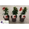 MANDE RIO DEEP RED