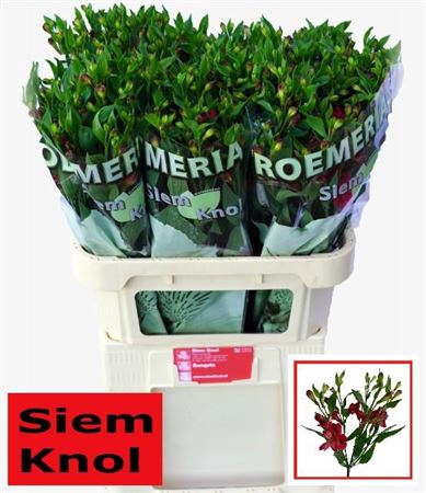 <h4>Alstroemeria florinca Sangria</h4>