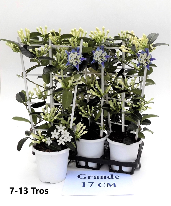 <h4>STEPH FL OV</h4>