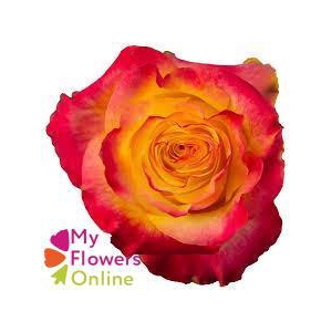 R Gr Newsflash Bicolor 50cm EC