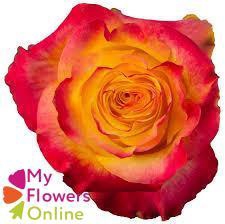 <h4>R Gr Newsflash Bicolor 50cm EC</h4>