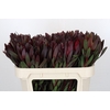 Leucadendron Saf Sunset Dark Red