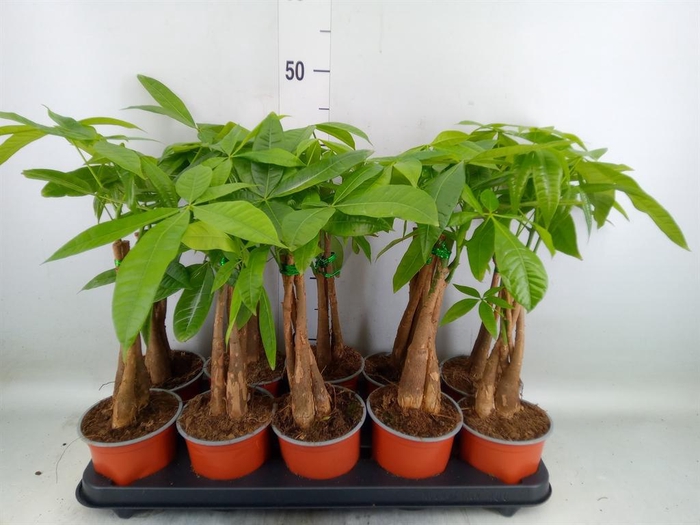 <h4>Pachira aquatica</h4>