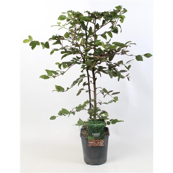 <h4>Fagus sylvatica 80-100 cm c5 haag</h4>