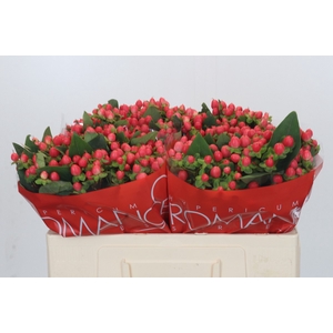 Hypericum Sweet Romance