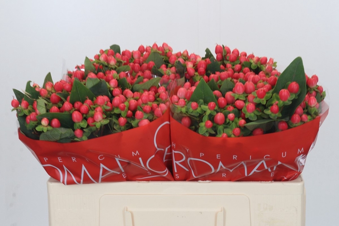 <h4>Hypericum Sweet Romance</h4>