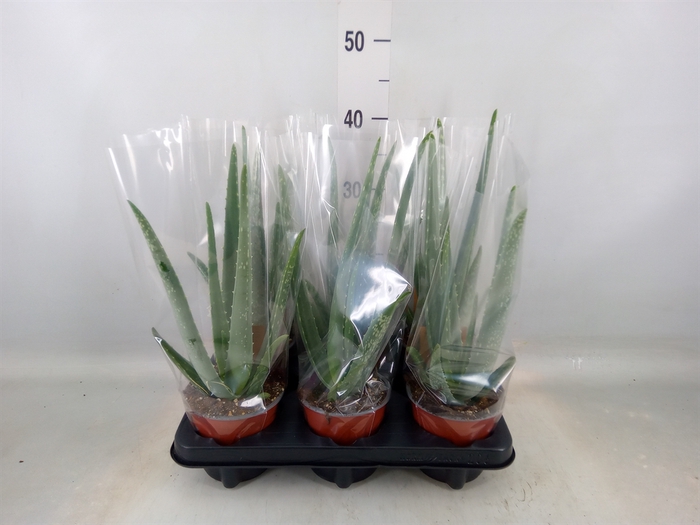 <h4>Aloe vera</h4>