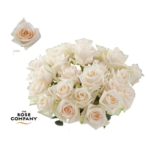Rosa Ec Soul