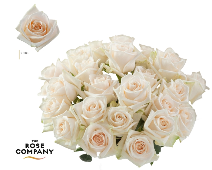 <h4>Rosa Ec Soul</h4>