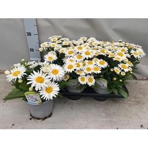 Leuc S Dwarf Snow La