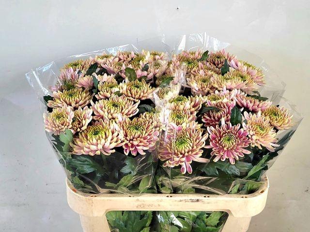 <h4>CHR G ROSS CHARLOTTE</h4>