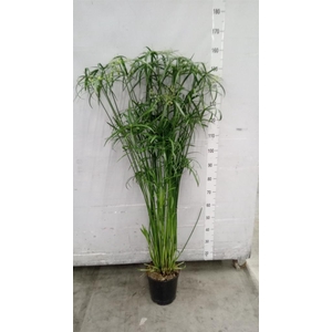 Cyperus ...