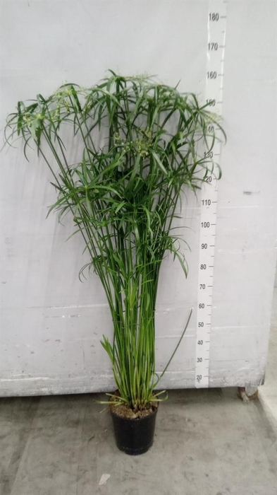 <h4>Cyperus ...</h4>