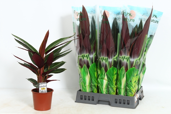 <h4>STROM SA STRIPESTAR</h4>